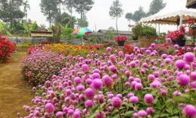 Obyek Wisata Keluarga Kebun Begonia Lembang Bandung